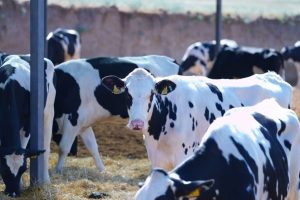 Read more about the article ТҮРКІСТАН: КЕЛЕСТЕ ІРІ АГРОИНВЕСТИЦИЯЛЫҚ ЖОБА ІСКЕ ҚОСЫЛАДЫ