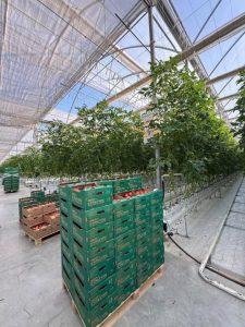 Подробнее о статье ТҮРКІСТАН ОБЛЫСЫНДА «ЭКОКУЛЬТУРА ЕВРАЗИЯ» ЖЫЛЫЖАЙ КЕШЕНІ АЛҒАШҚЫ ӨНІМІН НАРЫҚҚА ШЫҒАРДЫ